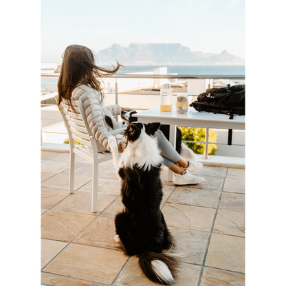 LocknLock Pet food container 360+310ml ( Order in Qty of 6)
