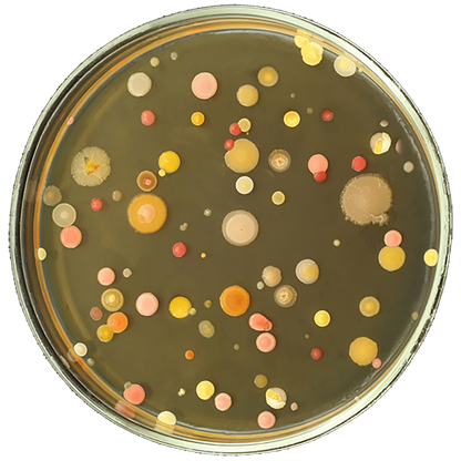 9 gross science experiments
